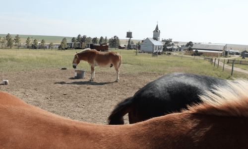 Clsoe up and view of horses near 1880 Town